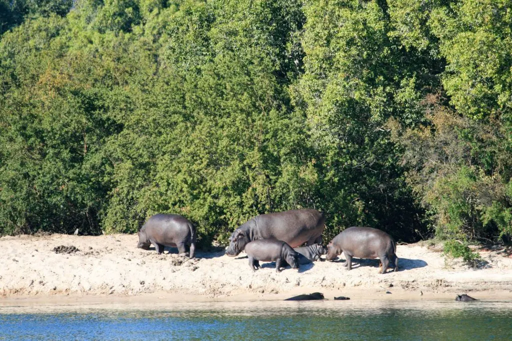 Family of hippos on the beach of the Zambezi River, Zambia.