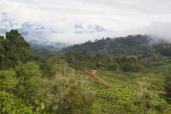 Dirt roads in the mountains of Malaysia.