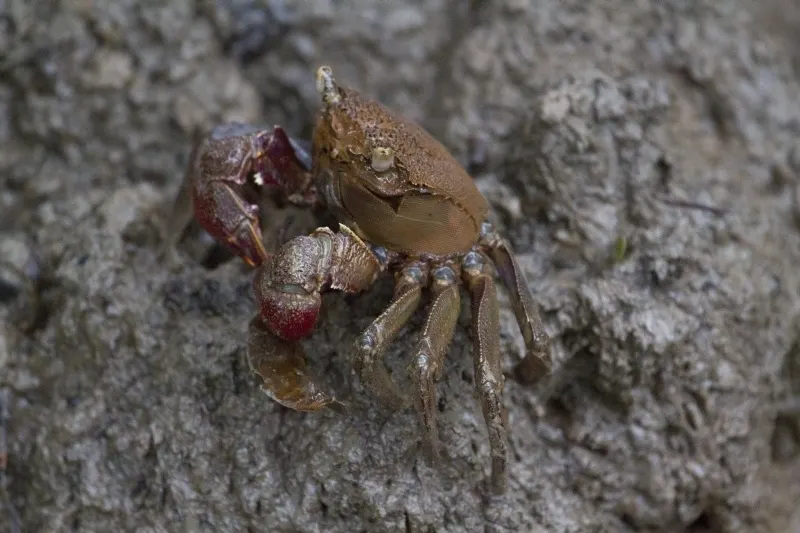 Singapore Chili Crab