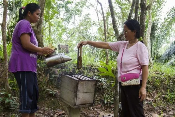 Village women harvest honey in Malaysia.
