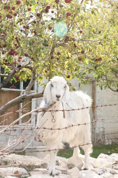 Goats greet us in Uzuncaburc.