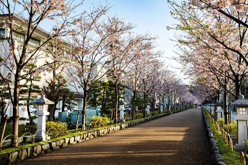 Japanese cherry blossom season has arrived in Kamakura, with the elevated walkway lined with them.