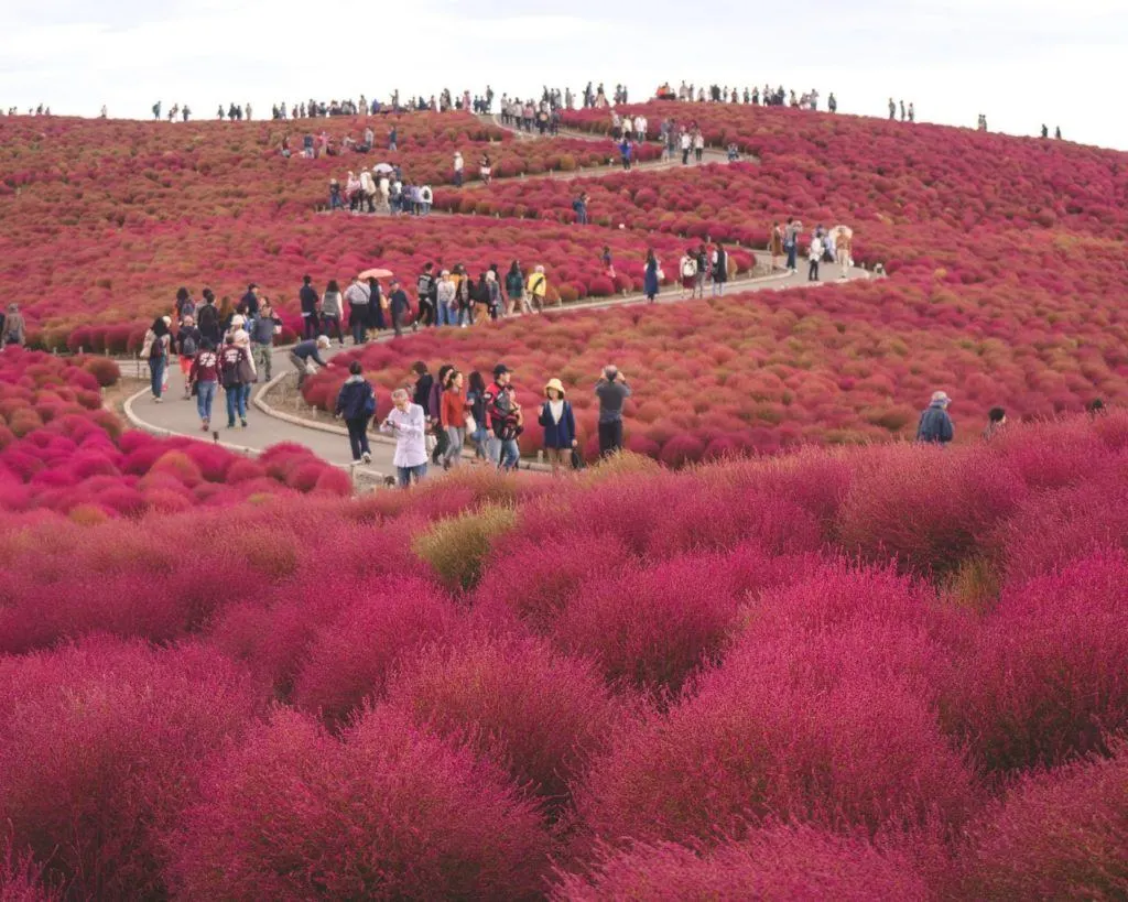 Places to visit in Japan in autumn include Kochia Viewing at Hitachi Seaside Park.