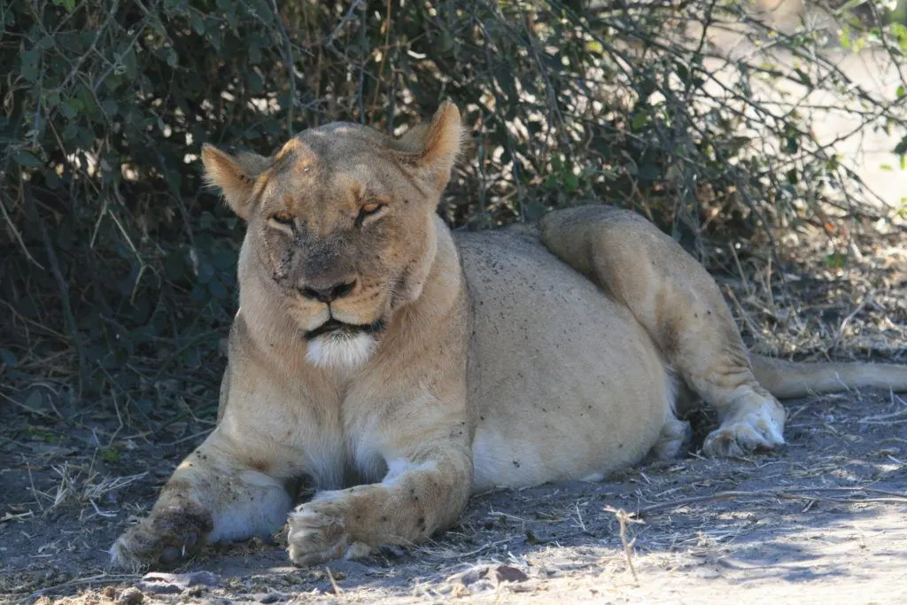 Lioness covered with flies and with a big, full belly after a good feed.