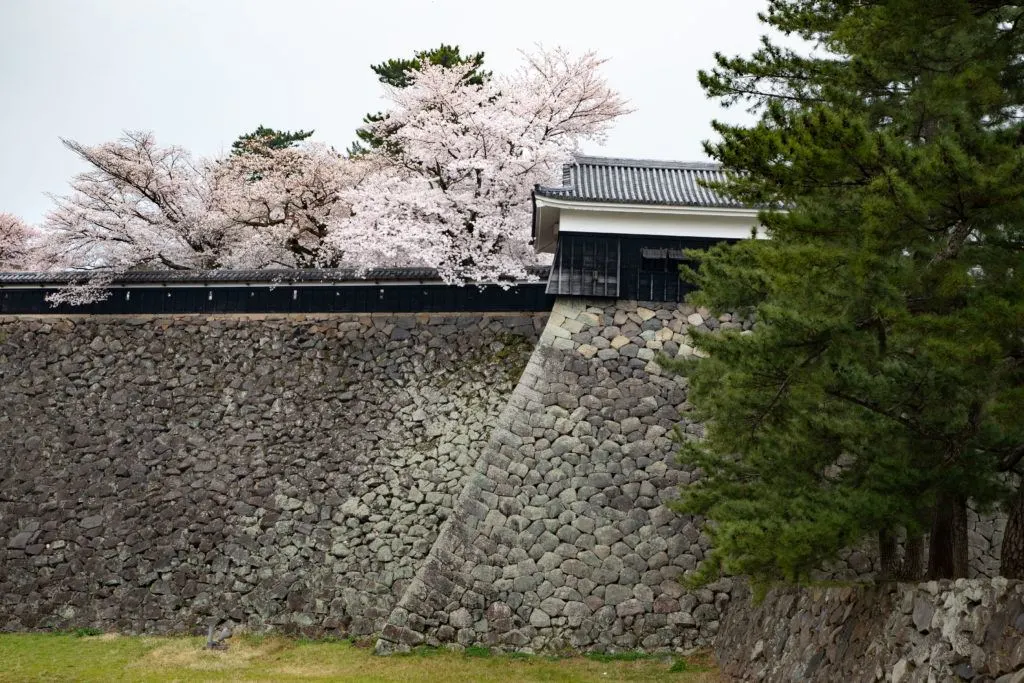 The pink Japanese cherry blossom trees accessorize the hard gray stones of the old castle walls.