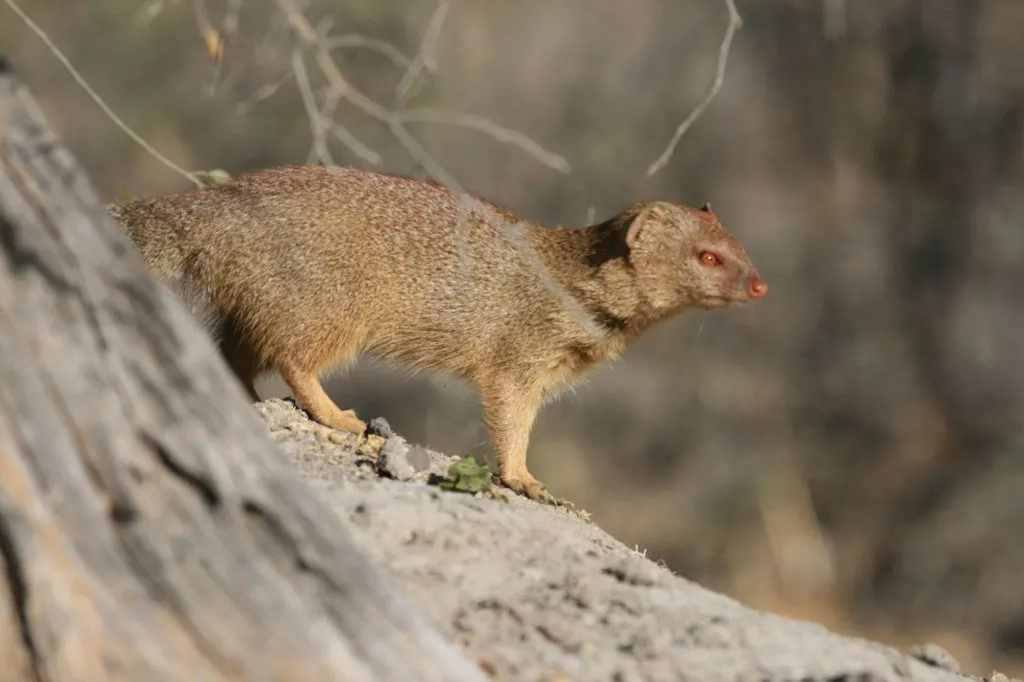 A mongoose with reddish-brown eyes in Botswana.