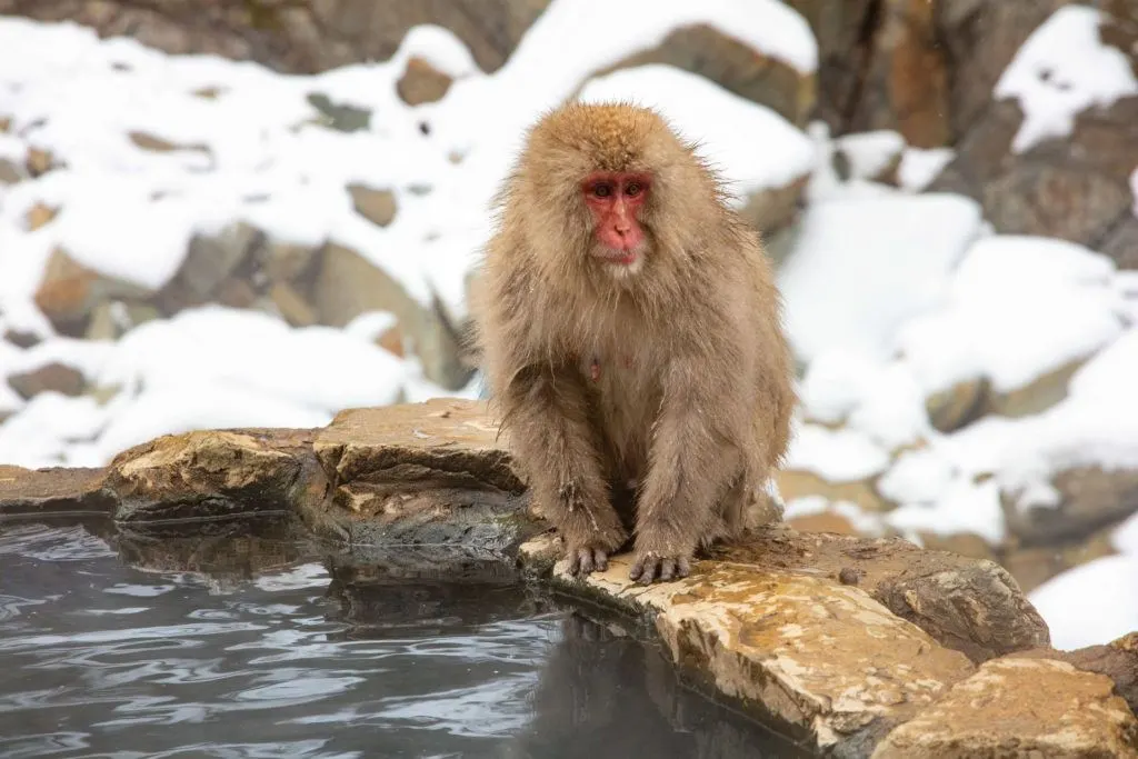 Snow monkeys is one of the most sought after sights in Japan.