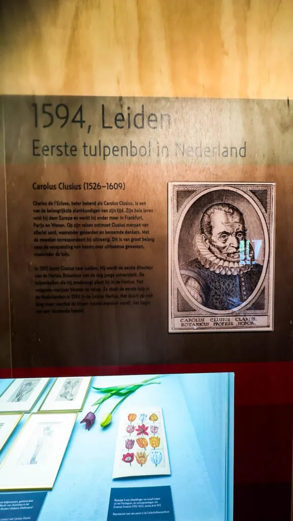 The history of Dutch tulips at the Zwarte Tulp Museum in Lisse, the Netherlands.