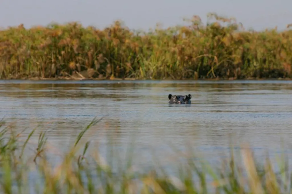 A female hippo keeps watch on us as we traverse the delta in our traditional boat.