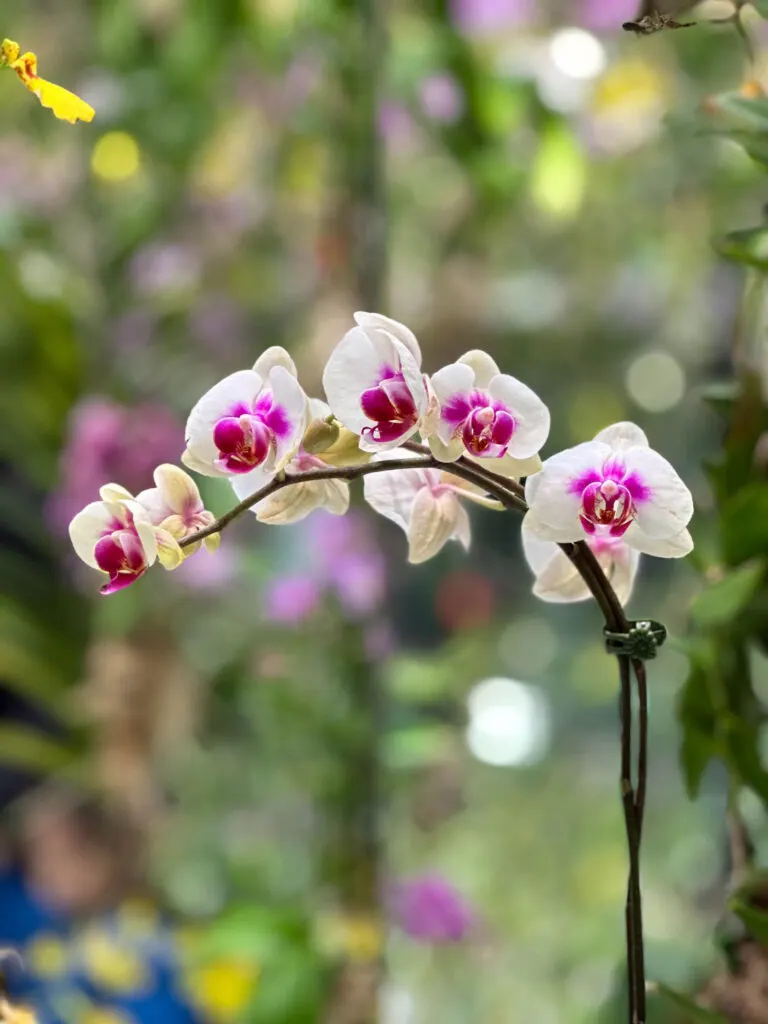 Beautiful flowers surround you at TeamLab Planets Tokyo.
