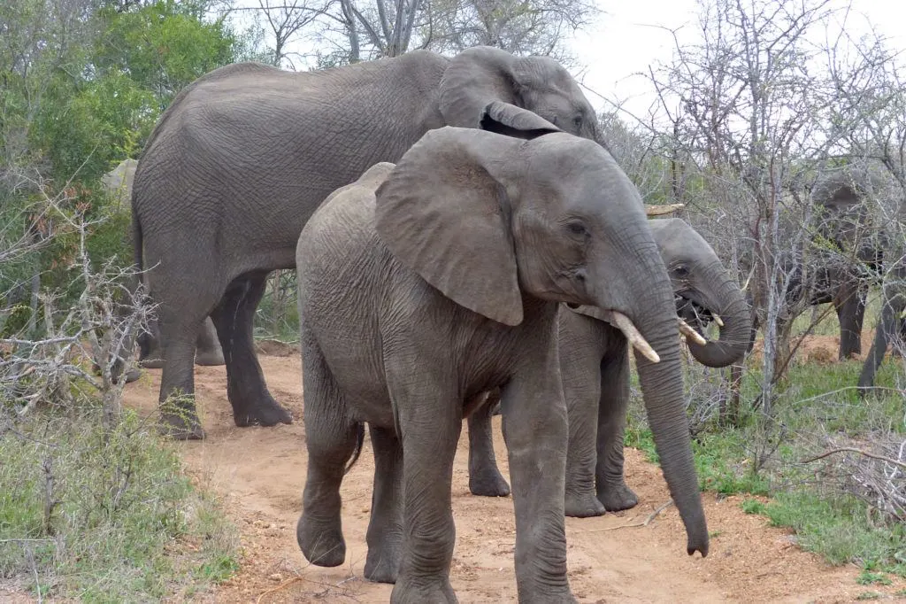 A parade of elephants walking through the brush knocking down small trees as they go and munching on the bark.