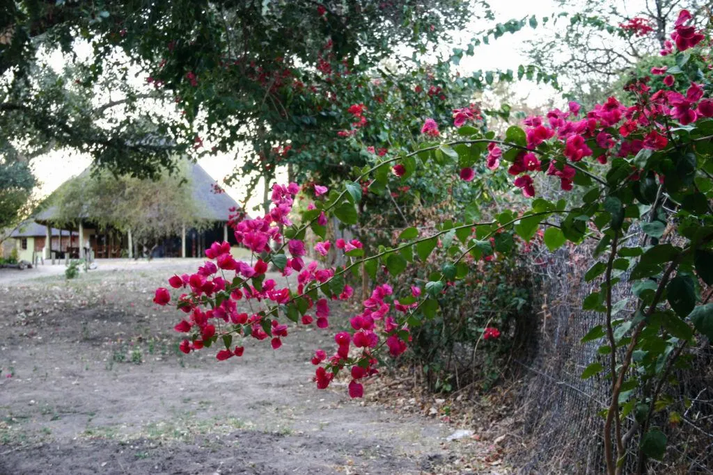 Polers Trust Lodge and campground in Seronga where we stayed during our Okavango Delta safari.