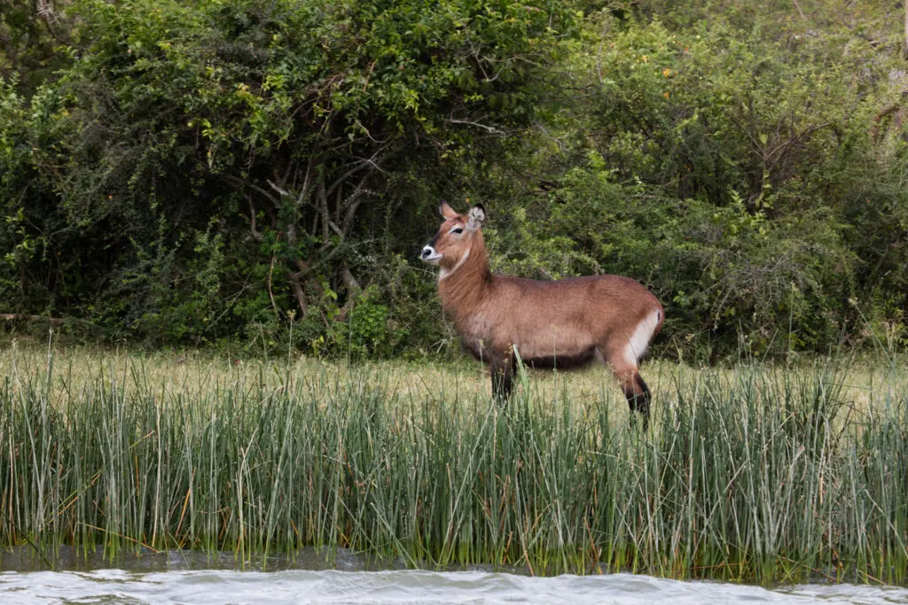 An antelope in Queen Elizabeth National Park, Uganda.