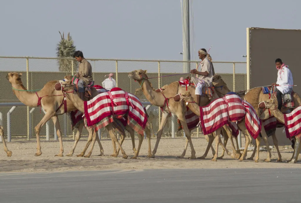 At the El Shahaniya Racetrack, a great place to watch camel racing in Doha.