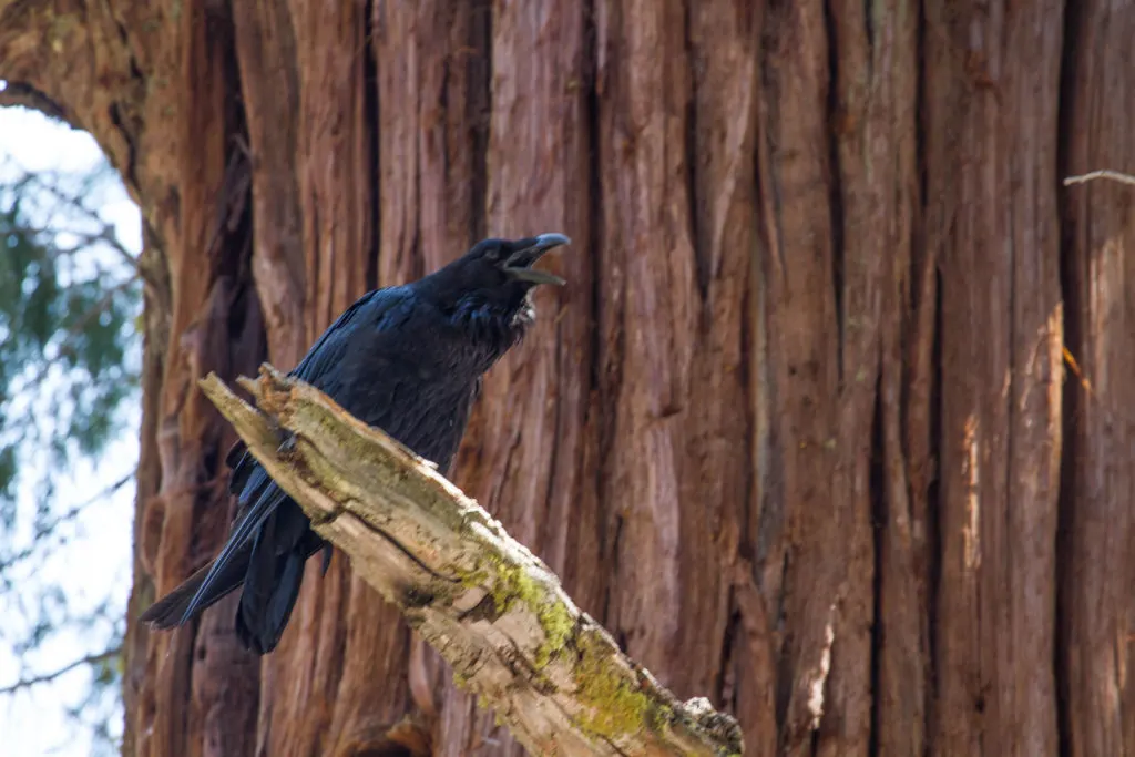 A raven squawks "good morning" in Yosemite National Park.