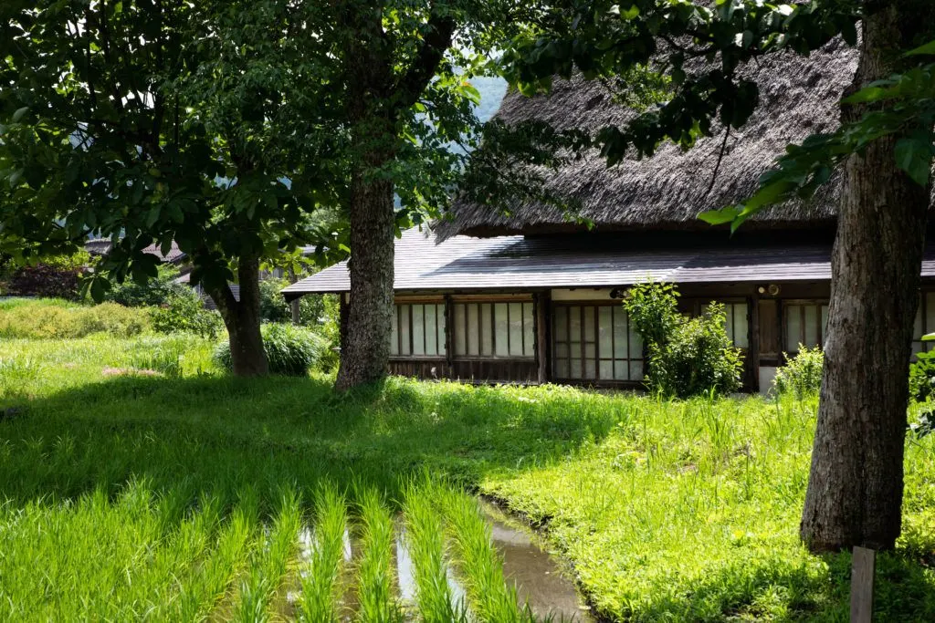 A green rice paddy is part of the traditional gassho-zukuri house.