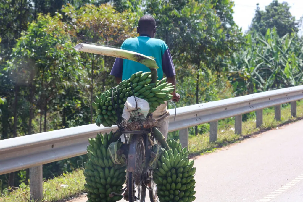 Things we saw on the road during our 2 week self drive of Uganda (motorbike with bananas).