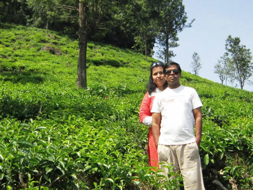 Tea plantations in India.
