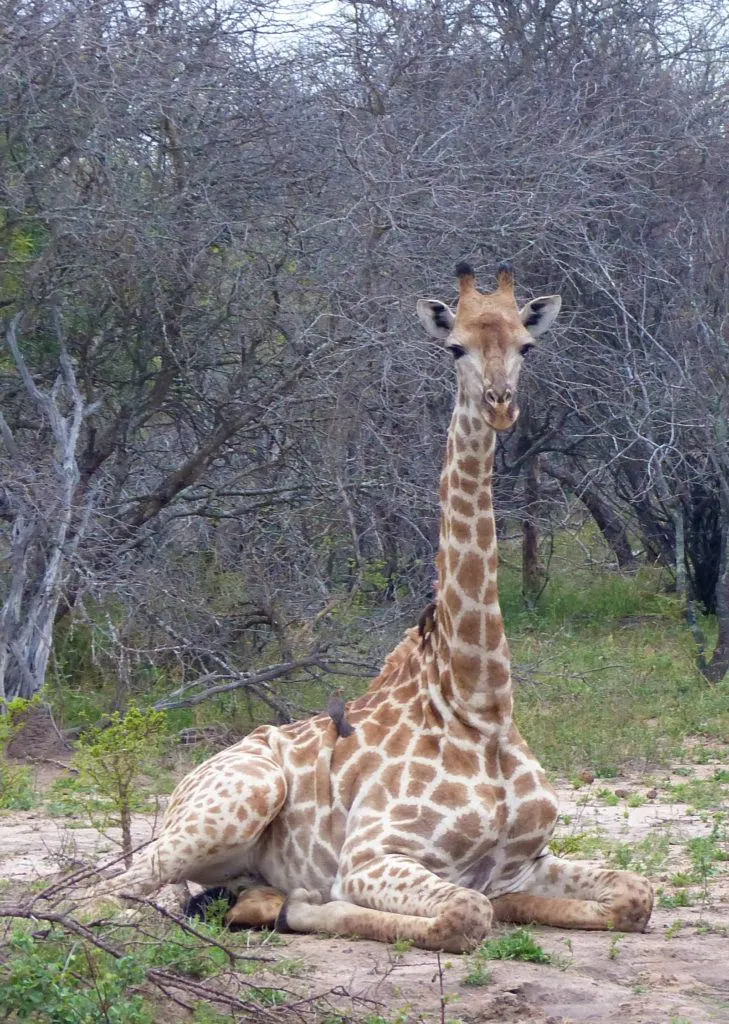 A female giraffe is calmly laying down near Thornybush lodge while oxpecker birds clean away ticks.