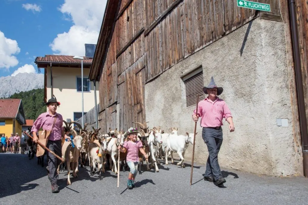 Bringing the goats down from the mountains in Tarrenz, Austria in East Tirol.