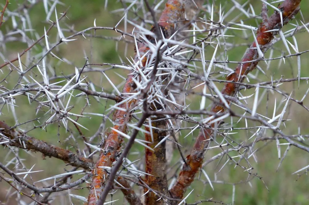 Up close view of a bush with big thorns, which is where Thornybush gets its name.