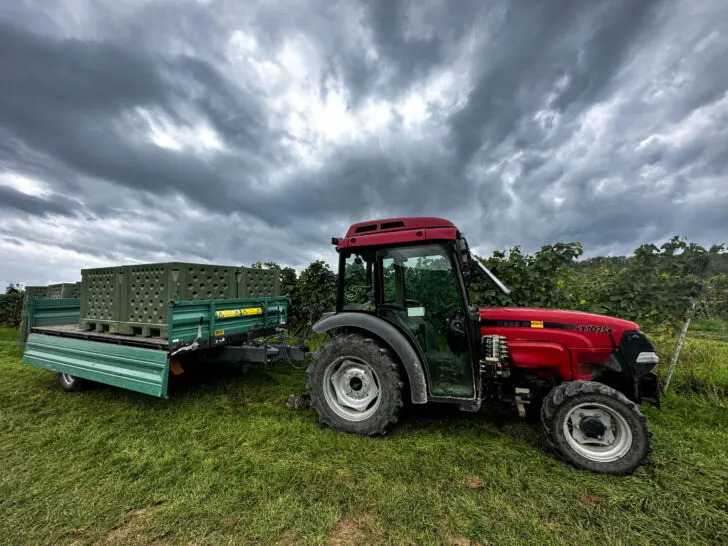 Six crates of fresh grapes ready to go to the press.