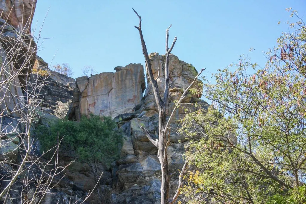 Cattle and a giraffe painted high up on a rock at Tsodilo Hills World Heritage Site, Botswana.