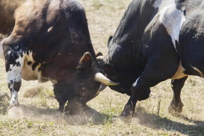 Bullfighting Oil Wrestling