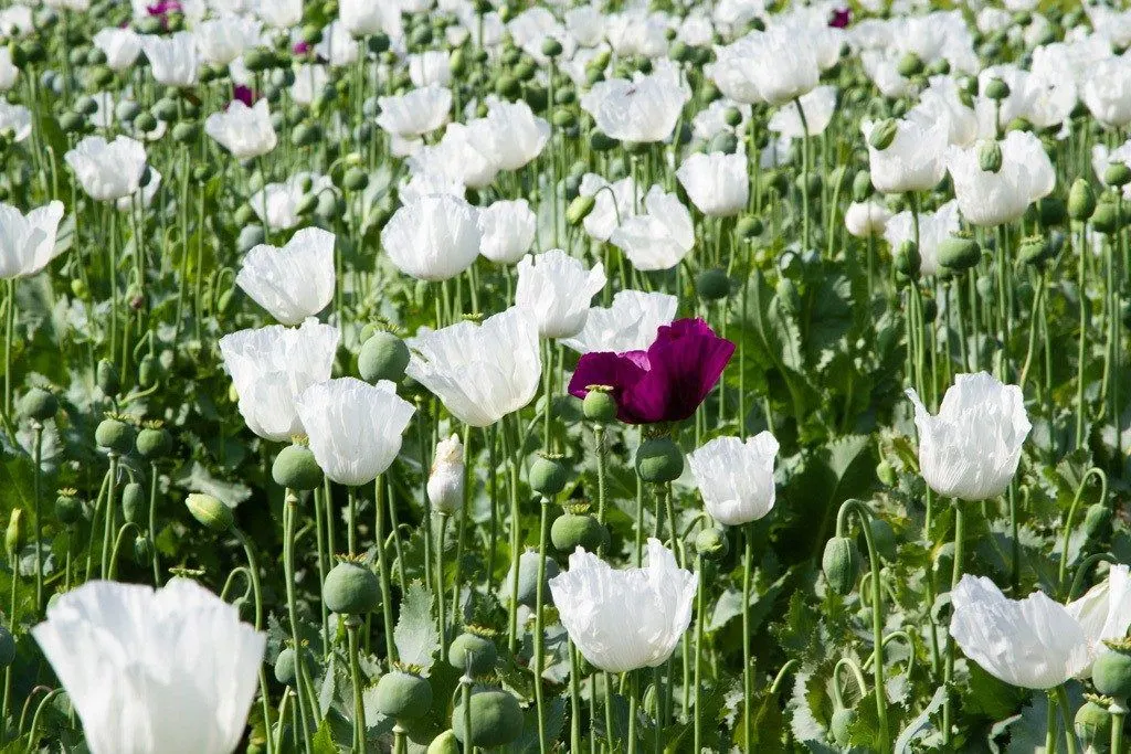 Travel Tips for Turkey include going in summer when you can see fields of beautiful flowers like these poppies.