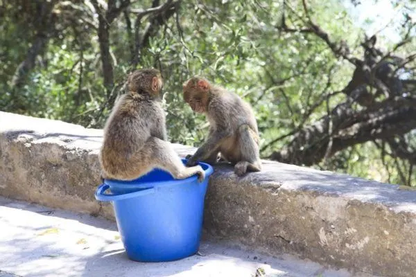 Two young apes sit on the defensive wall on the rock of Gibraltar.