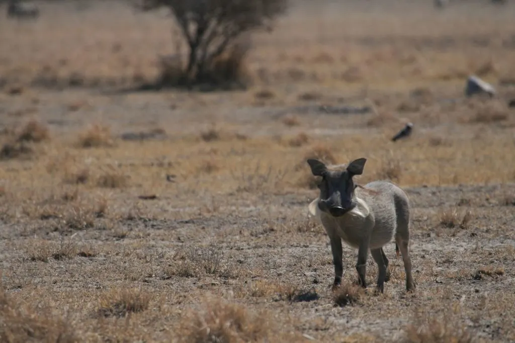 A warthog piglet with white tufts of hair on its cheeks, pretending to have tusks until the real tusks grow in.