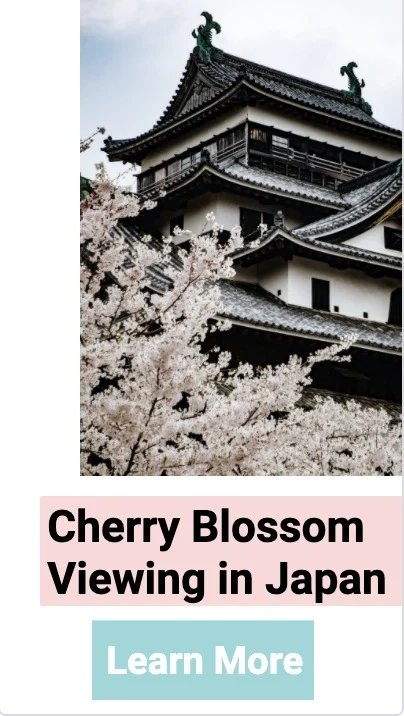 Web Story Cherry Blossoms Japan.