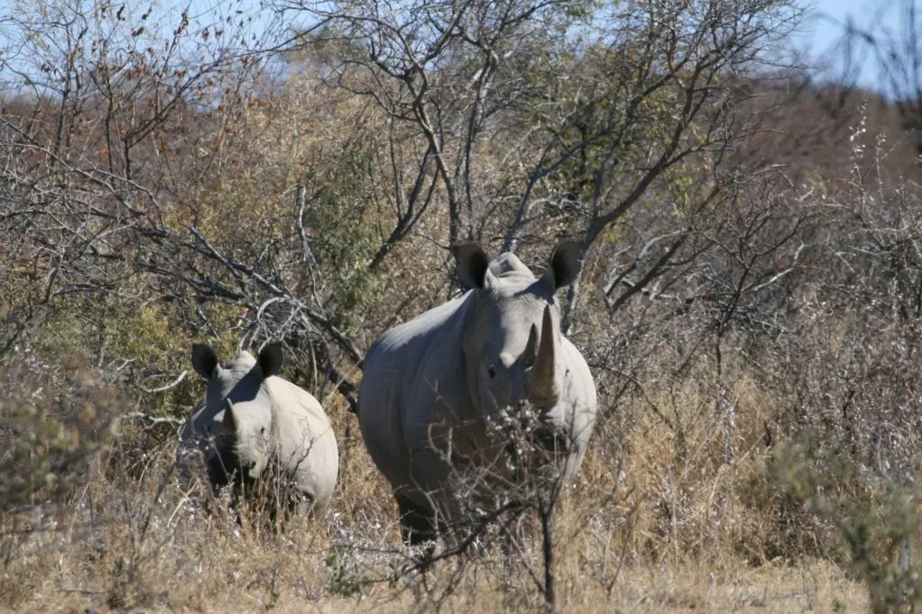 White Rhinos, like these at the Khama Rhino Sanctuary, are the most popular safari animals.