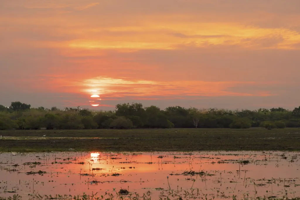 As the sun set on Yellow Water Billabong, the sky and water both turn shades of pink and yellow.