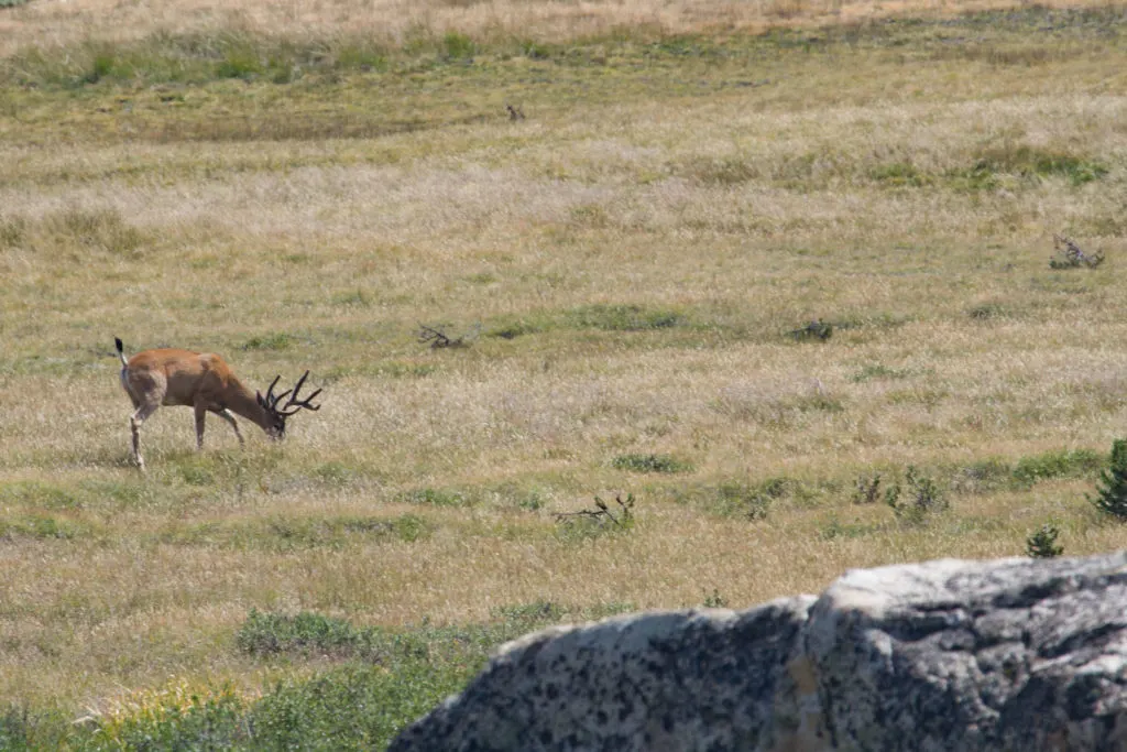 Stag - Yosemite National Park.