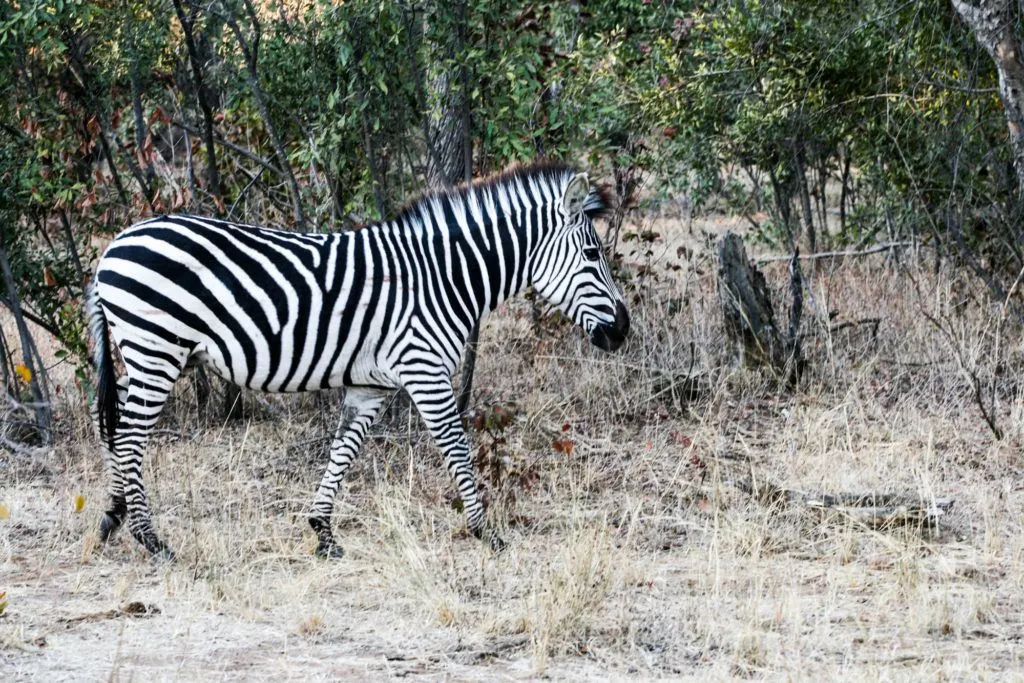 Zebra walking by us on our Mosi-oa-Tunya National Park safari.